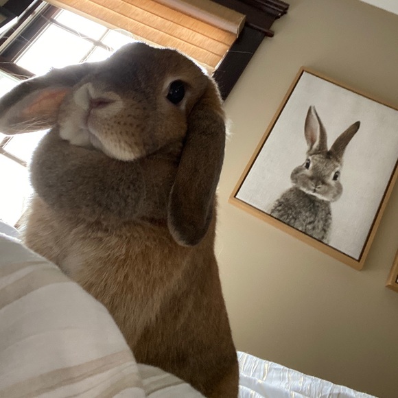 poshbunny12345